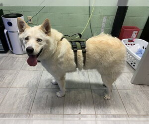 Siberian Husky-Unknown Mix Dogs for adoption in Grand Prairie, TX, USA