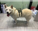 Small Siberian Husky Mix