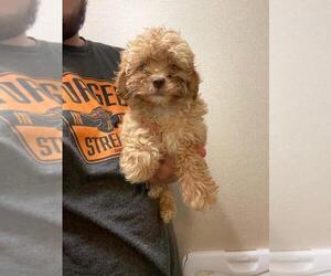 ShihPoo Puppy for sale in MCMINNVILLE, TN, USA