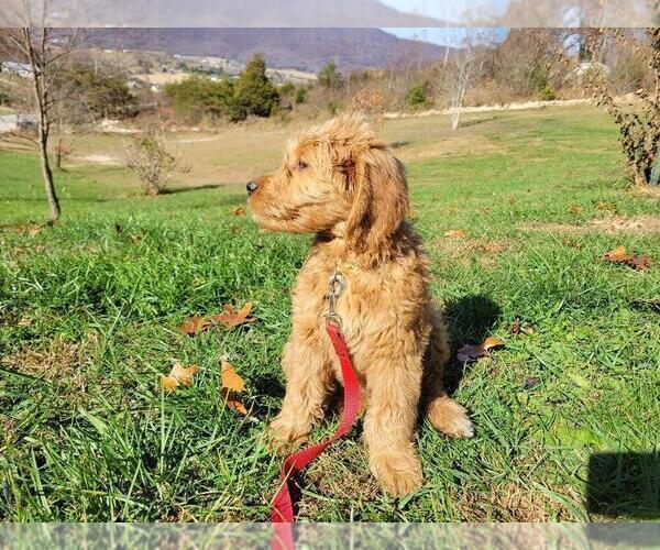 Medium Photo #4 Goldendoodle Puppy For Sale in LA FOLLETTE, TN, USA