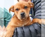 Small #3 Labrador Retriever Mix