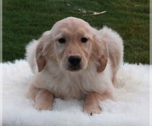Golden Retriever Puppy for sale in FREDERICKSBURG, OH, USA