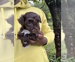 Small #5 YorkiePoo