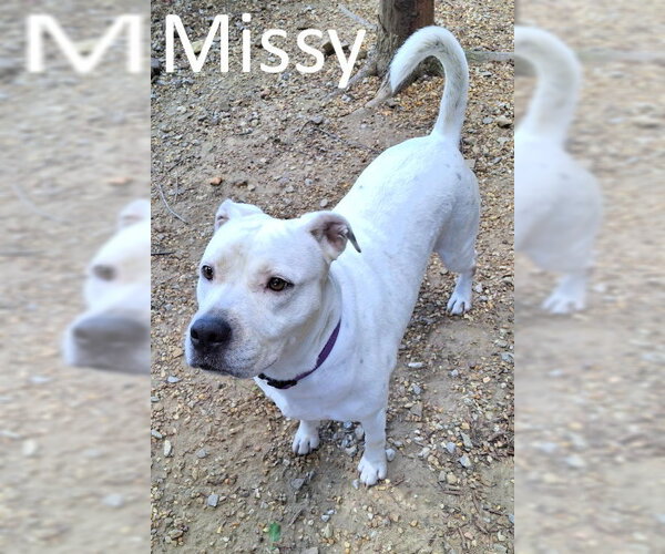 Medium Photo #2 Boxer-Unknown Mix Puppy For Sale in Mountain View, AR, USA
