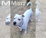 Small #1 Boxer Mix
