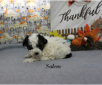 Small #8 Poodle (Toy)
