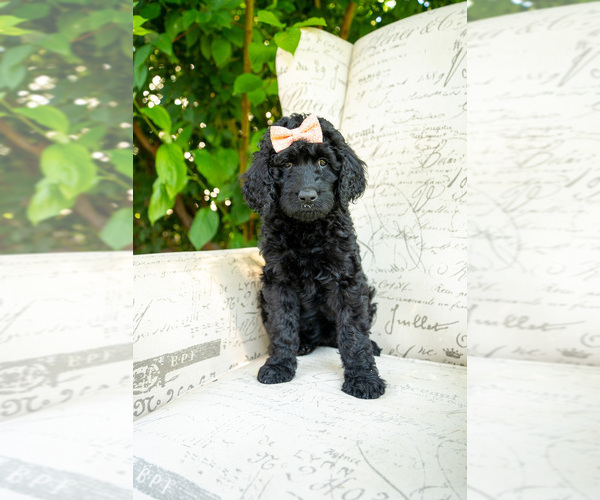 Medium Photo #10 Goldendoodle Puppy For Sale in GREELEY, CO, USA