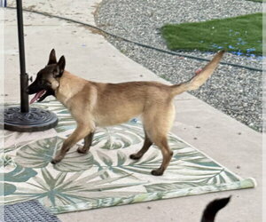 Mutt Dogs for adoption in Imlay City, MI, USA