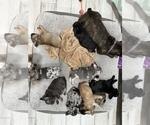 Small Photo #12 French Bulldog Puppy For Sale in AMARILLO, TX, USA