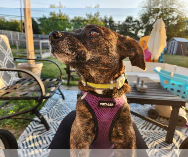 Medium Photo #3 Mountain Cur-Unknown Mix Puppy For Sale in Plainfield, IL, USA