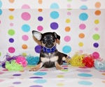 Small Photo #50 Chihuahua Puppy For Sale in CHARLESTON, AR, USA