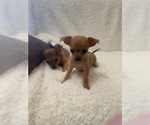 Small Photo #7 Chihuahua Puppy For Sale in AURORA, CO, USA