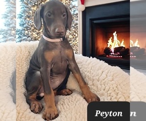 Doberman Pinscher Puppy for sale in POMEROY, OH, USA