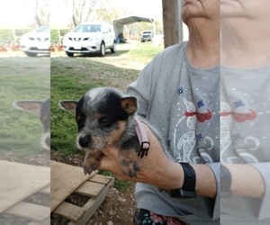 Australian Cattle Dog Puppy for sale in FERRUM, VA, USA