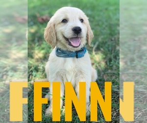 Golden Retriever Puppy for Sale in BOWLING GREEN, Kentucky USA