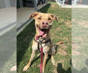Shepradors Dogs for adoption in Waterford, VA, USA