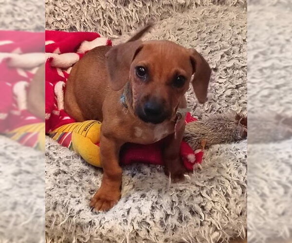 Medium Photo #3 Dachshund-Unknown Mix Puppy For Sale in San Diego, CA, USA