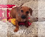 Small #2 Dachshund Mix