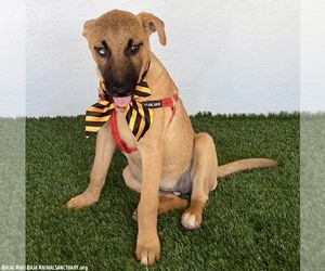 Maxine - Female Mutt Dog for Adoption - Photo #3