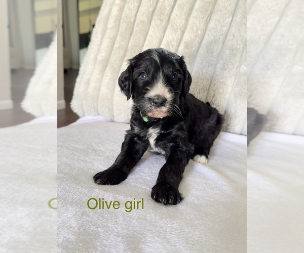 Medium Photo #8 Golden Mountain Doodle  Puppy For Sale in SOMERSET, TX, USA