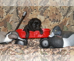 Small Photo #1 Labrador Retriever Puppy For Sale in ANGIER, NC, USA