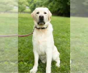 Labrador Retriever Puppy for sale in UPPERVILLE, VA, USA