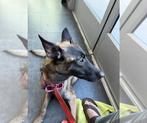 Mutt Dogs for adoption in Imlay City, MI, USA