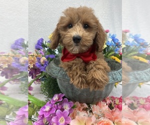 Goldendoodle (Miniature) Puppy for sale in BULLARD, TX, USA