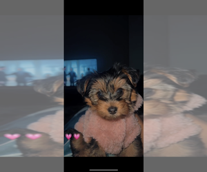 Yorkshire Terrier Puppy for sale in FORT MYERS, FL, USA