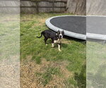 Small #1 American Staffordshire Terrier Mix