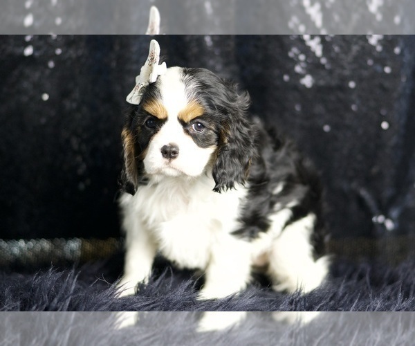 Medium Photo #64 Cavalier King Charles Spaniel Puppy For Sale in WARSAW, IN, USA