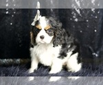 Small Photo #64 Cavalier King Charles Spaniel Puppy For Sale in WARSAW, IN, USA