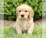 Small Golden Retriever