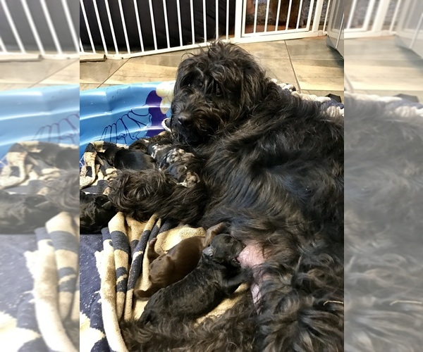 Medium Photo #1 Labradoodle Puppy For Sale in COLCHESTER, CT, USA