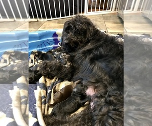 Mother of the Labradoodle puppies born on 06/28/2019