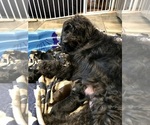 Small Photo #1 Labradoodle Puppy For Sale in COLCHESTER, CT, USA