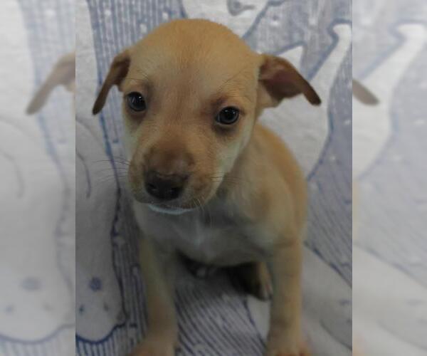 Medium Photo #1 Mutt Puppy For Sale in Thief River Falls, MN, USA