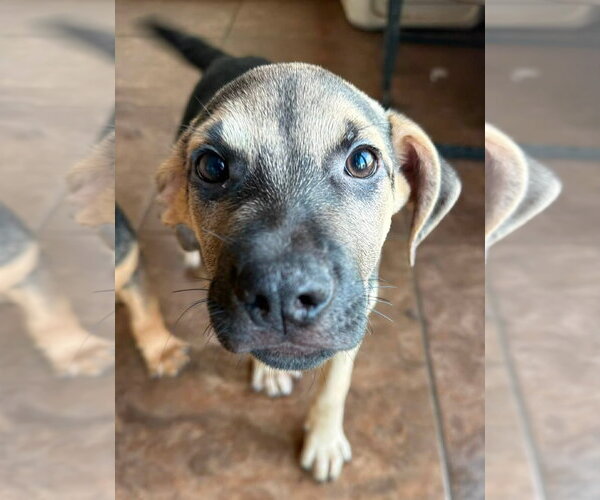 Medium Photo #2 Mutt Puppy For Sale in Germantown, OH, USA