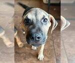 Small #1 Mutt