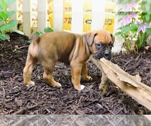 Boxer Puppy for sale in CHESNEE, SC, USA