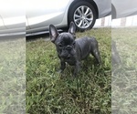 Small Photo #1 French Bulldog Puppy For Sale in ELLENWOOD, GA, USA