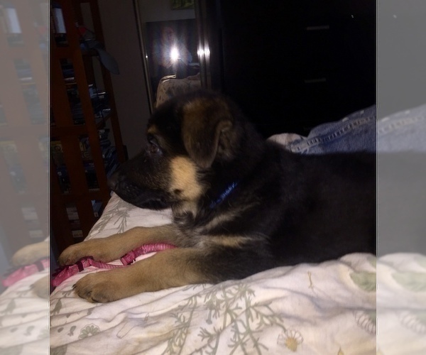 Medium Photo #11 German Shepherd Dog Puppy For Sale in HOUSTON, TX, USA