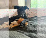 Small #1 American Pit Bull Terrier Mix