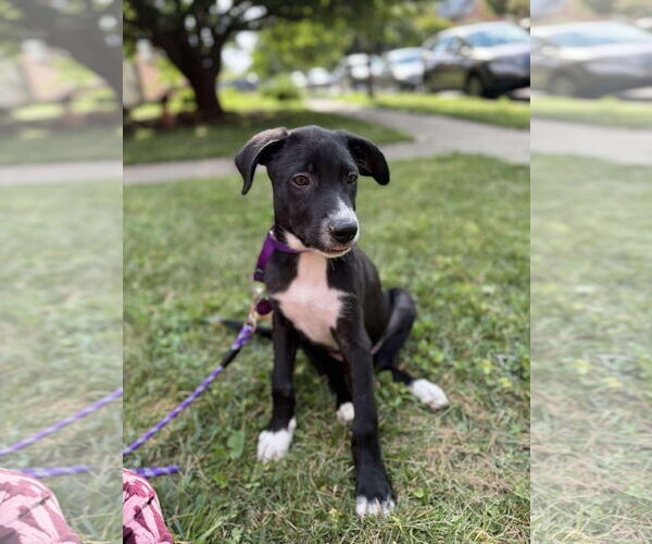 Medium Photo #5 Labrador Retriever-Unknown Mix Puppy For Sale in pomfret, CT, USA