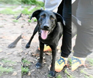 Labrador Retriever-Unknown Mix Dogs for adoption in Wakefield, RI, USA