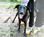 Scooter *LOCAL* - Male Labrador Retriever-Unknown Mix Dog for Adoption - Small photo