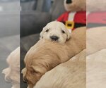Small Photo #21 Golden Retriever Puppy For Sale in SACRAMENTO, CA, USA