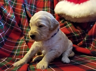 Goldendoodle Puppy for sale in BURTON, OH, USA