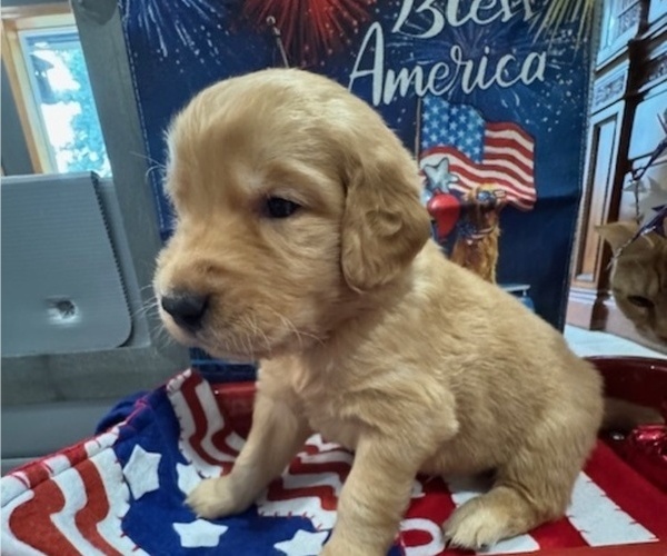 Medium Photo #8 Golden Retriever Puppy For Sale in AUMSVILLE, OR, USA