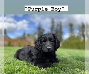 Aussiedoodle Miniature -Goldendoodle Mix Puppy for sale in NOOKSACK, WA, USA